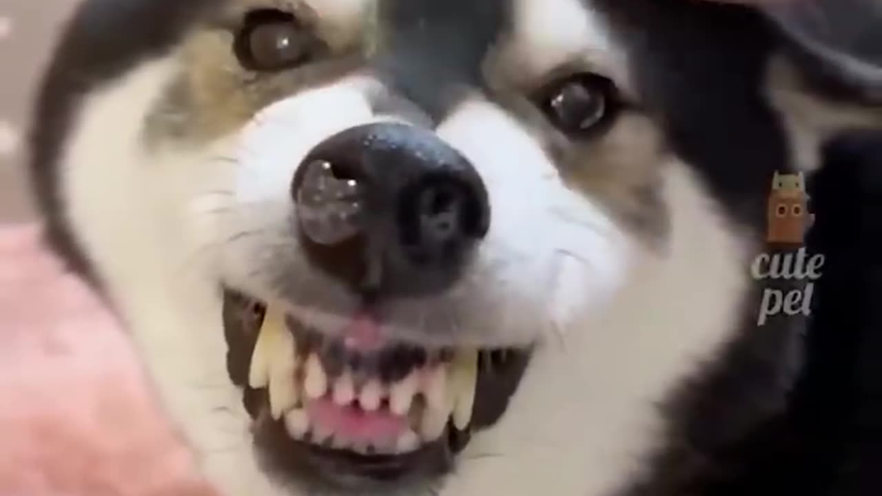 Funny animals