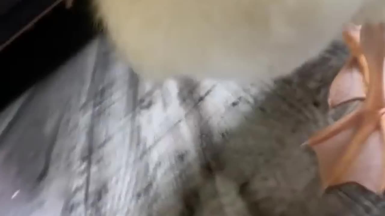 Fun