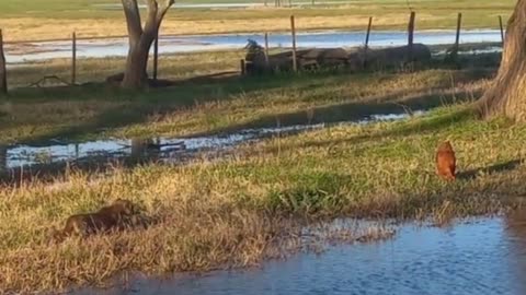 Young Puma Learns Hunting Skills