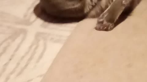 Piper the polydactyl cat
