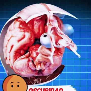 ¡Nunca cargues tu teléfono debajo de la almohada. #celular #cargandocelular #iphone #factsyoudidntk