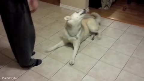 Funny Dogs funny moments!