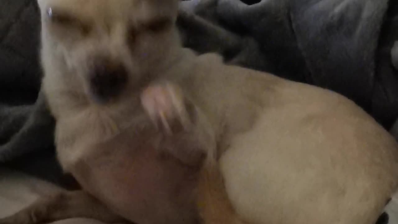 Timbit goes in for her first dental procedure tomorrow and I'm not ok. Here she is popping.