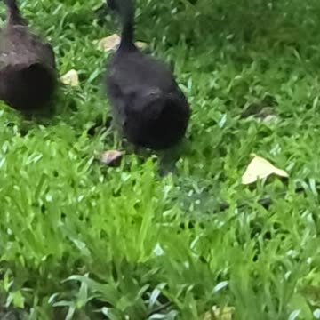 Ducks on the Morning Farm Walk 🇵🇭 | Expat Life in the Philippines