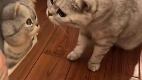 😲🐾 She Was Stunned When She Saw Her Doppelgänger! | FunFM