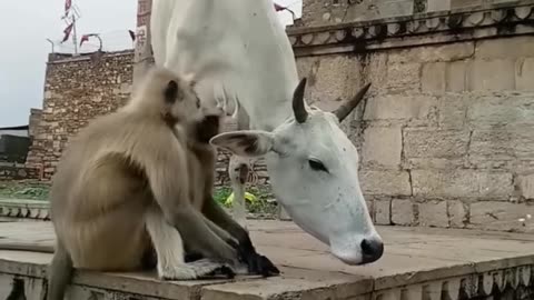 Cow vs monkey real comedy scenes shorts viral video