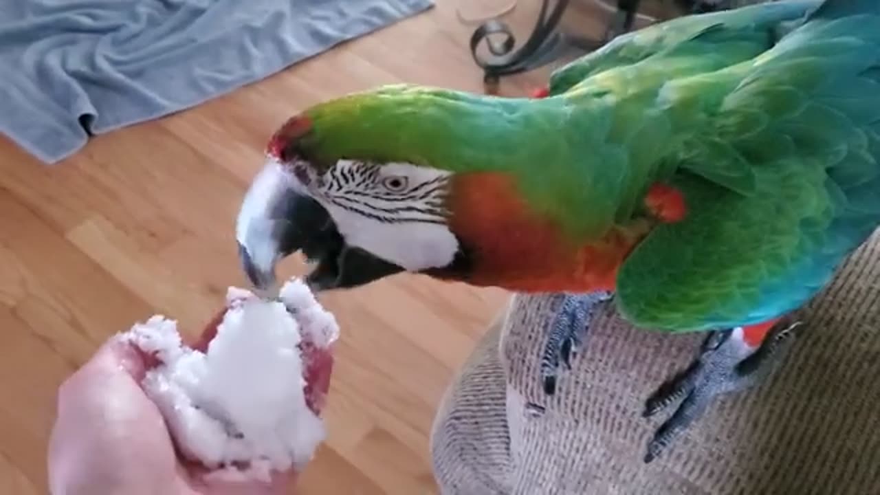 Parrot Eating Snow