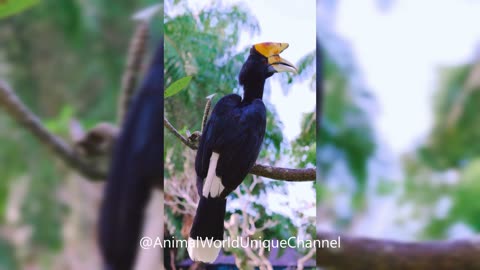Great Hornbill | Buceros bicornis