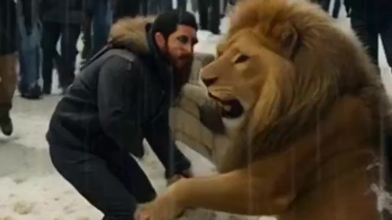 lion Kills Man Taking Selfie in Zoo Enclosure #youtubeshorts #cute #youtubevideos #lion