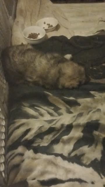 Sleepy Pups, classical music