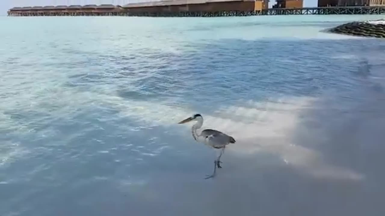 Bird Vs Sharks