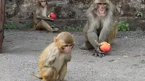Wild animals life