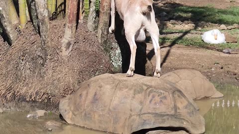 Goat Uses Tortoise as Makeshift Ladder
