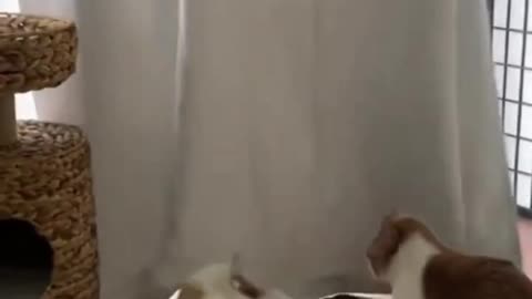 " Funny animals being Adorable and silly " 😸🐾
