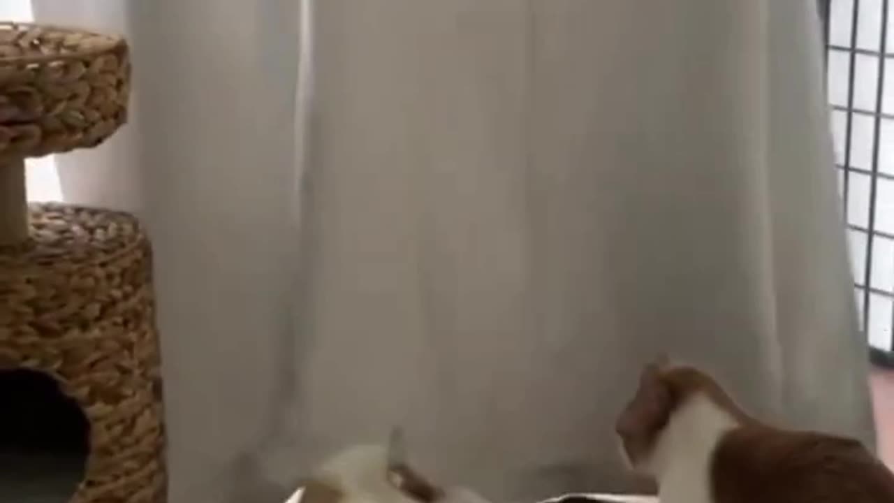 " Funny animals being Adorable and silly " 😸🐾