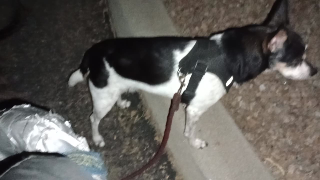 ChaCha Paco a lot of time behind my wheelchair. Mom didn't want Villanova on walk tonight202583180