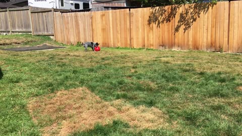 Yuma meets a herding ball for the first time