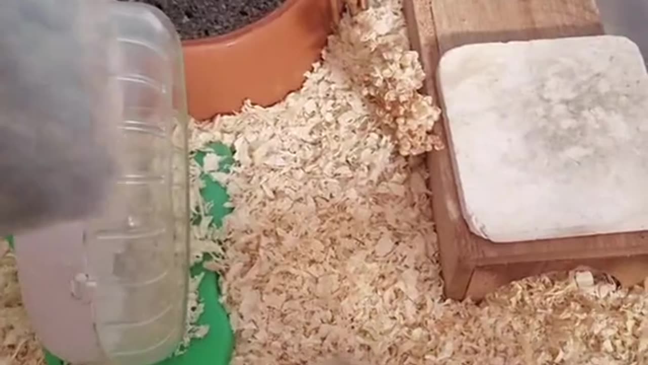 "Hamster Care 101: Everything You Need to Know!"