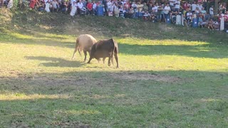 Medonja od Esad Mušija vs Rogeša od Braće Andrić