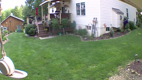 Raw Footage of Me Cursing and Slapping a Rabid Raccoon