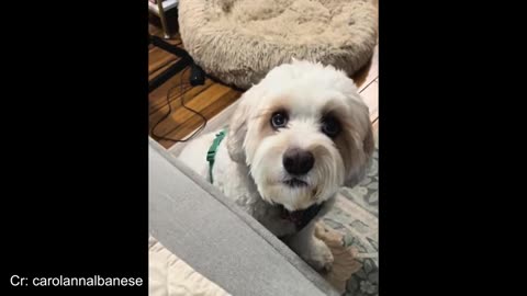 dogs are so dramatic its hard to believe - funny animal videos