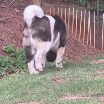 Matsu was bad, but Matsu doesn't care