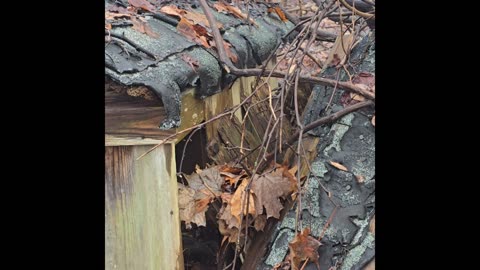 Abandoned dog houses.