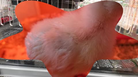 Staring contest. #SparklegleamFarm #Chicken #homestead #farmanimals #cute