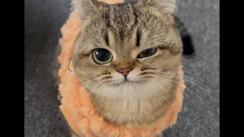 Meow-tastic Mishaps: Funny Cat Compilation 2025!