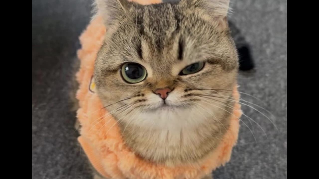 Meow-tastic Mishaps: Funny Cat Compilation 2025!