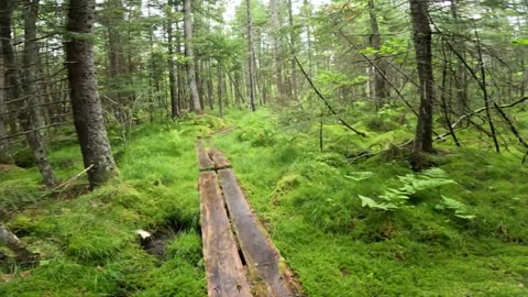 Bog Bridge