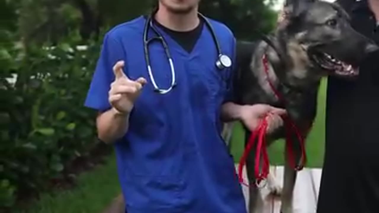 Did you know dogs can see in color?