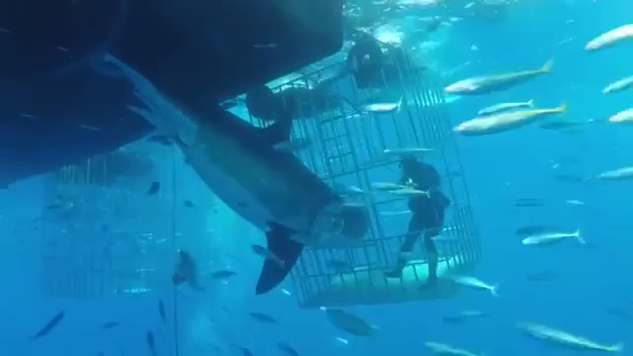 White Shark