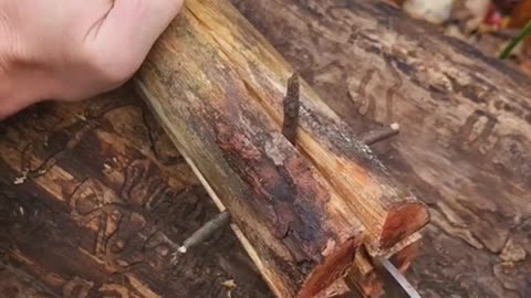 Pine Fat Wood Torch