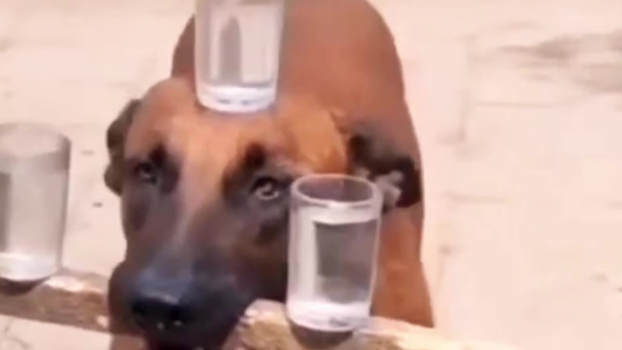 Dogi Bhai Ne kamal kar diya hai | #dog #dogshort #amazing #dogfunny #dogvideo