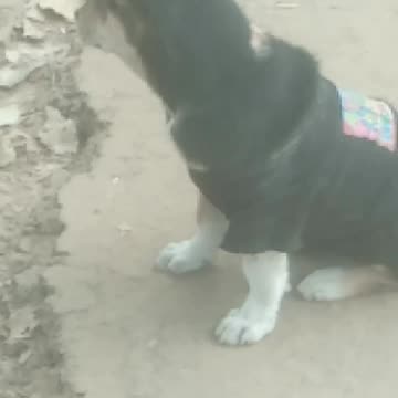 Watch the dog's movements.