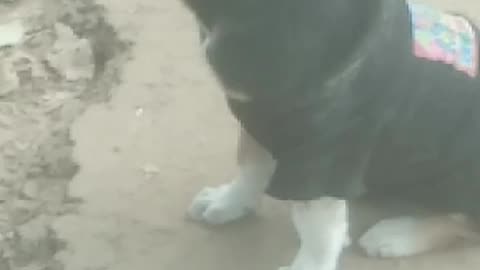 Watch the dog's movements.
