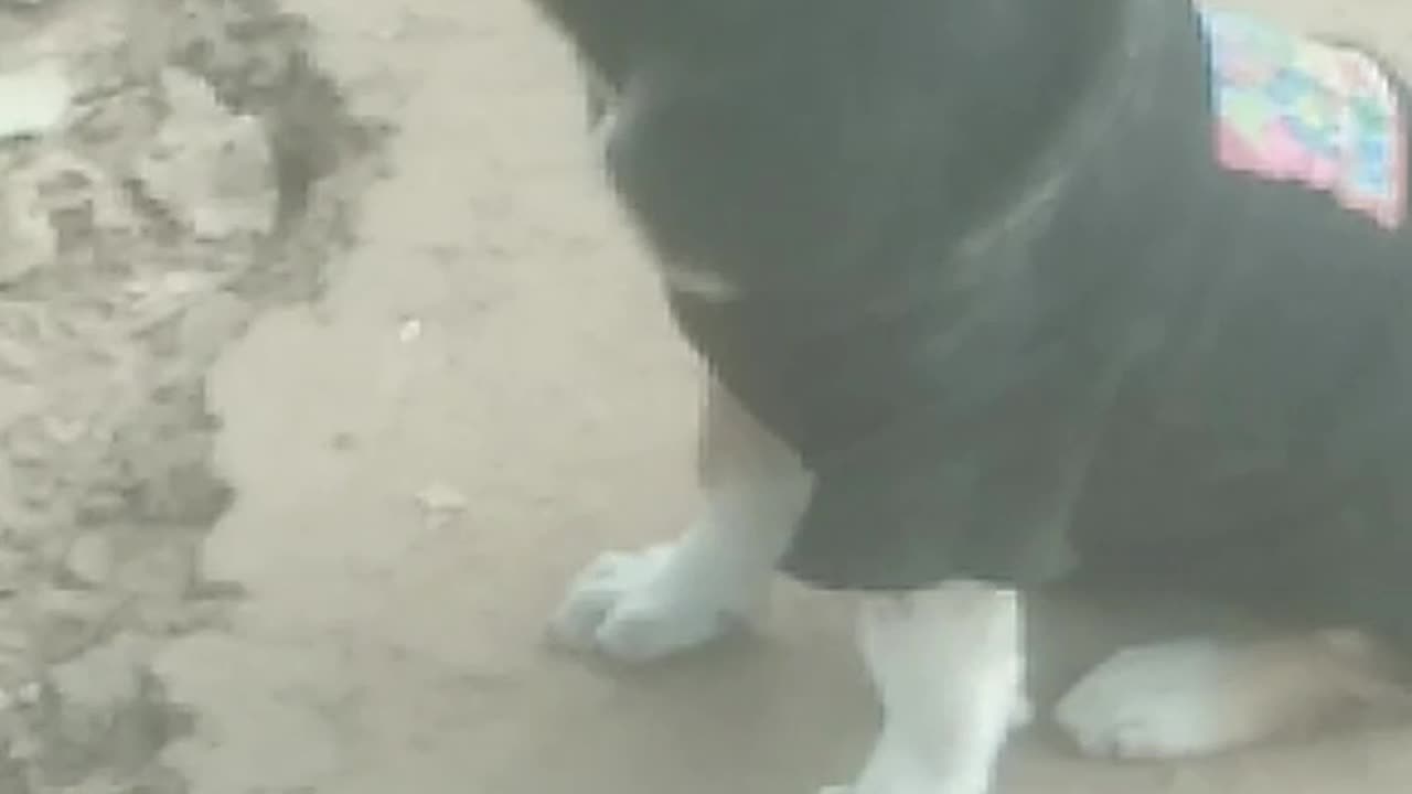 Watch the dog's movements.