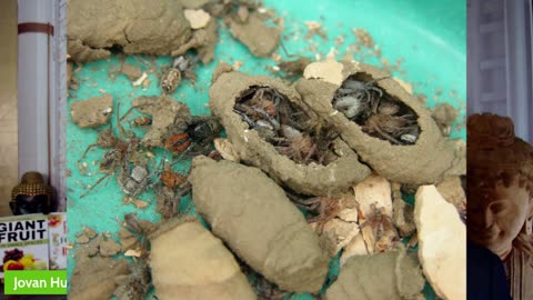 Heal Your Brain With Dirt NOT DRUGS!