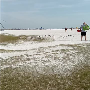 Hungry Seagulls