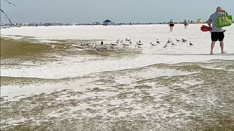 Hungry Seagulls