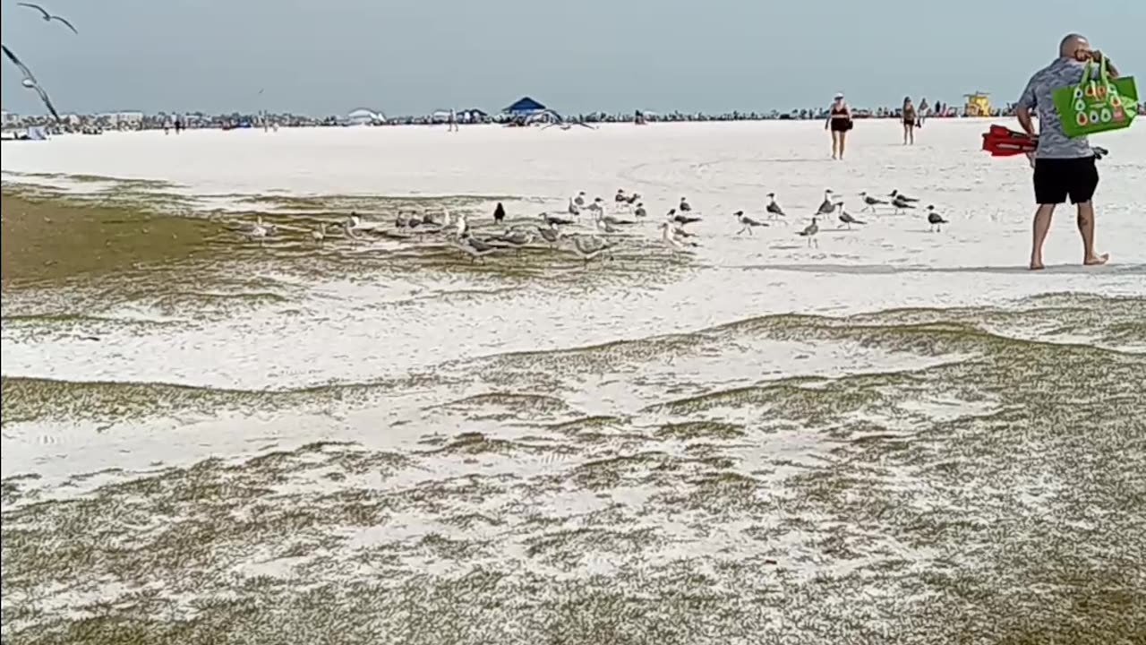 Hungry Seagulls