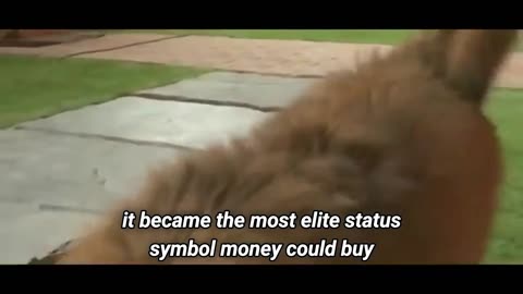 The $2 Million Tibetan Mastiff_ A Symbol of Elite Prosperity