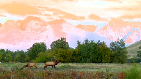 Elk Bugle Sound | Cow and Bull Wapiti