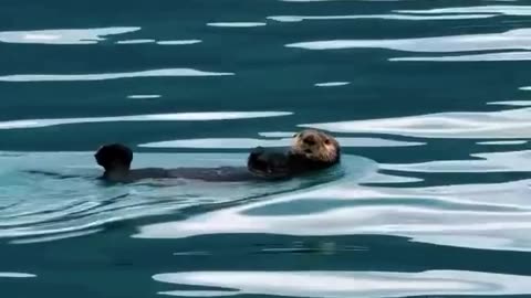 Cute Animals 🐾 Adorable Compilation That Will Melt Your Heart
