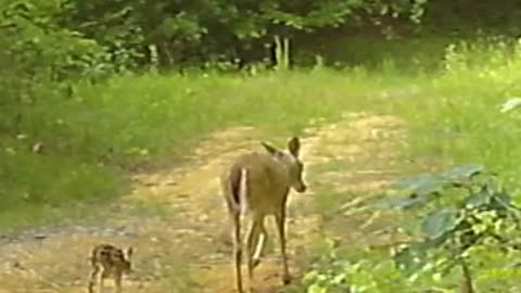 Young Fawn Learning To Walk!