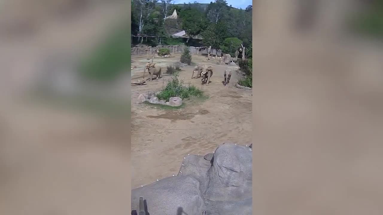 Moment_elephants_huddle_to_protect_calves_during_California_earthquake