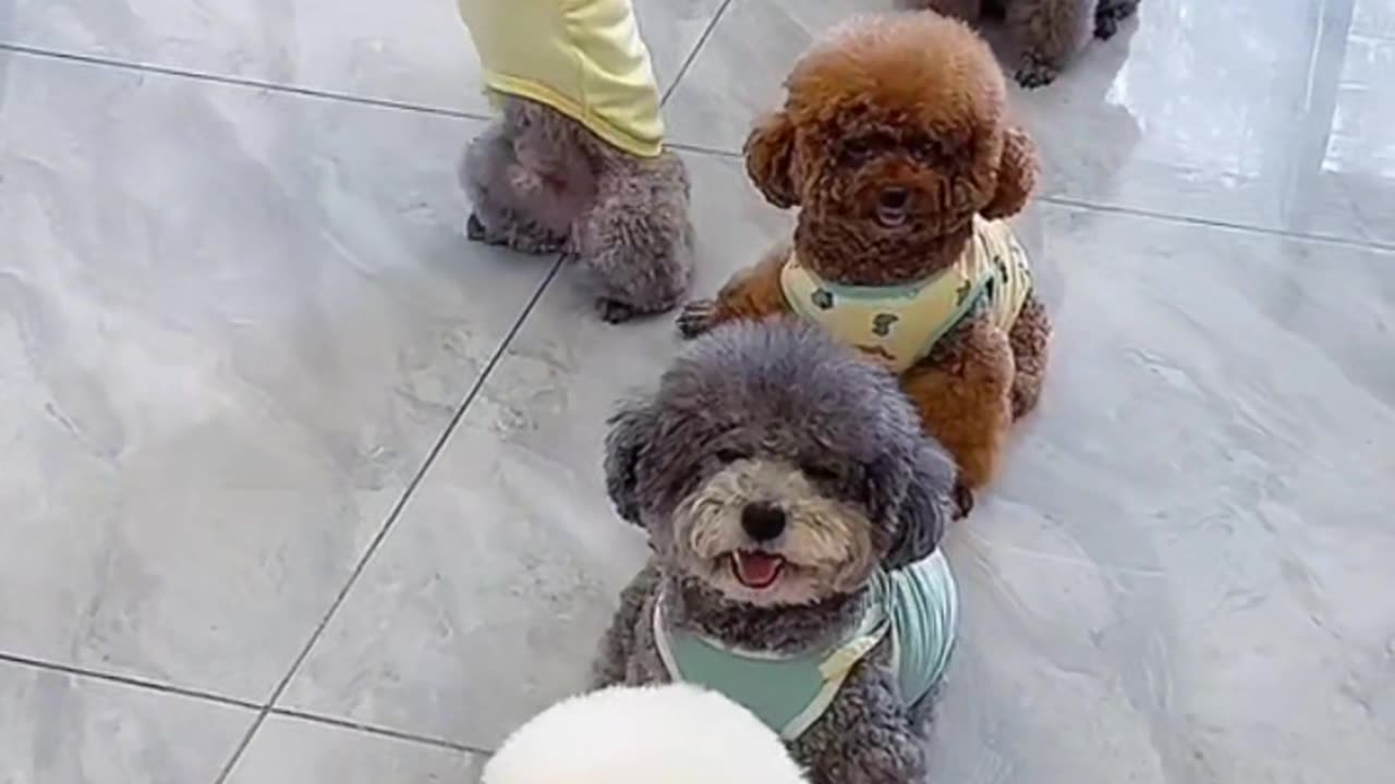 Puppies lined up for military training