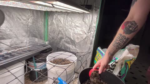 Ep. 876 "More Germination" by Patrick Henry The Batman