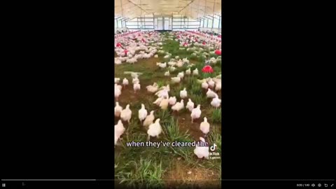 Damn Good Idea: Mobile chicken farming. - For healthier chickens and humans